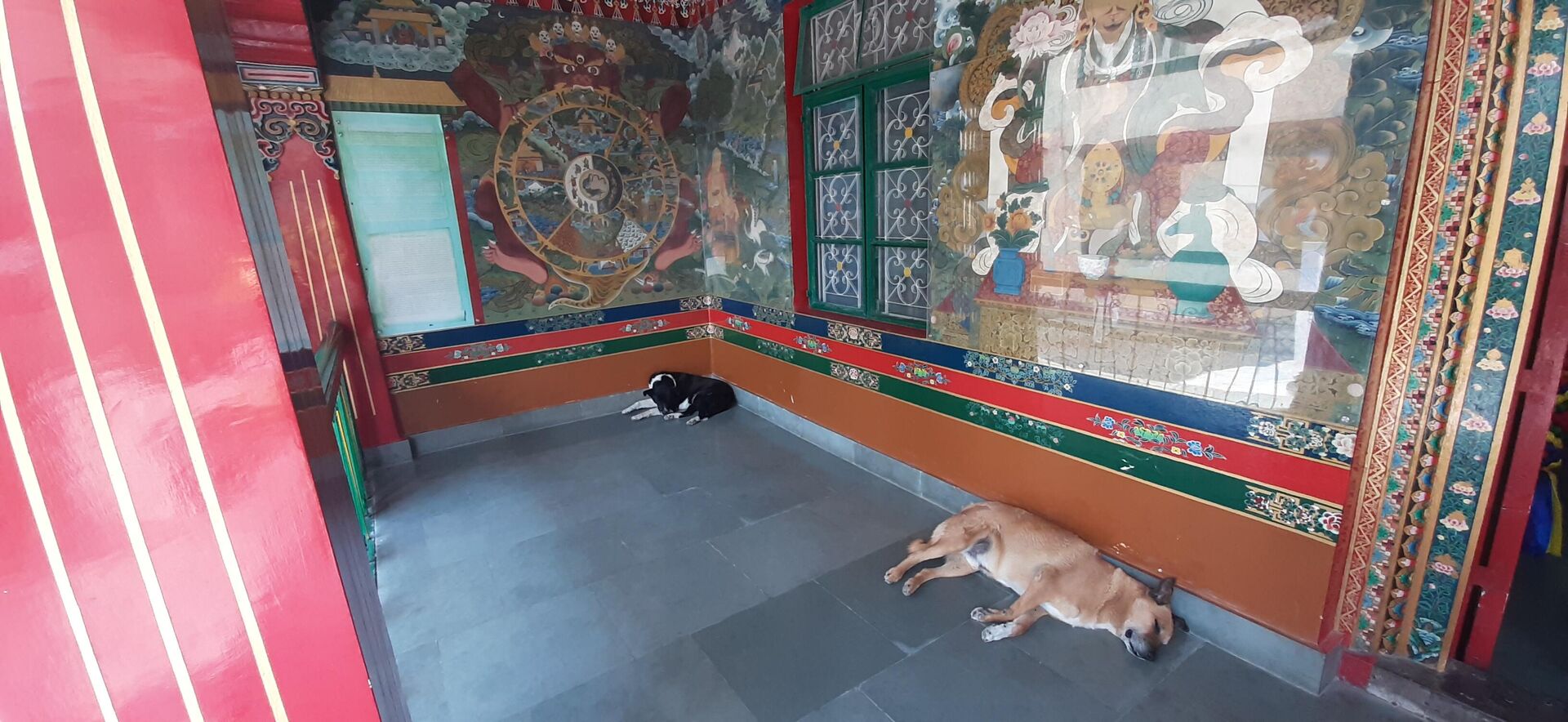 Спящие собаки у входа в Библиотеку тибетских трудов и архивов в Дхарамсале, где прошла этическая сессия конференции Сознание животных - РИА Новости, 1920, 19.05.2023