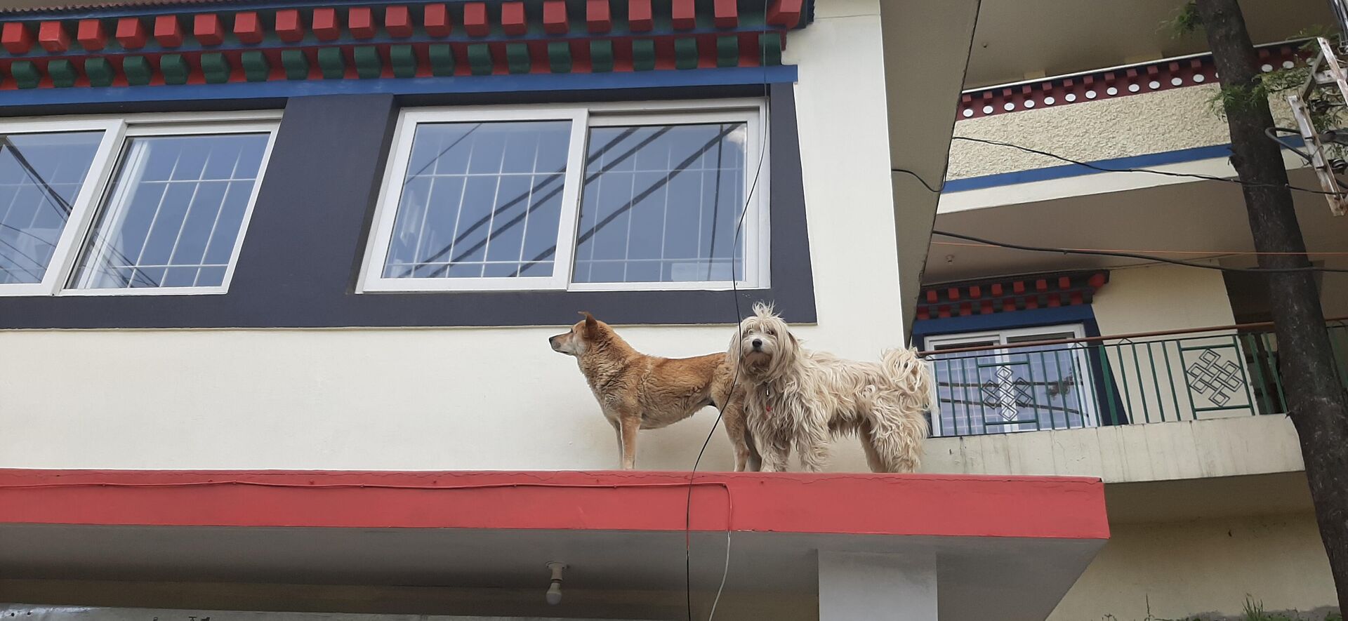 Собаки у входа в Библиотеку тибетских трудов и архивов в Дхарамсале, где прошла этическая сессия конференции Сознание животных - РИА Новости, 1920, 19.05.2023