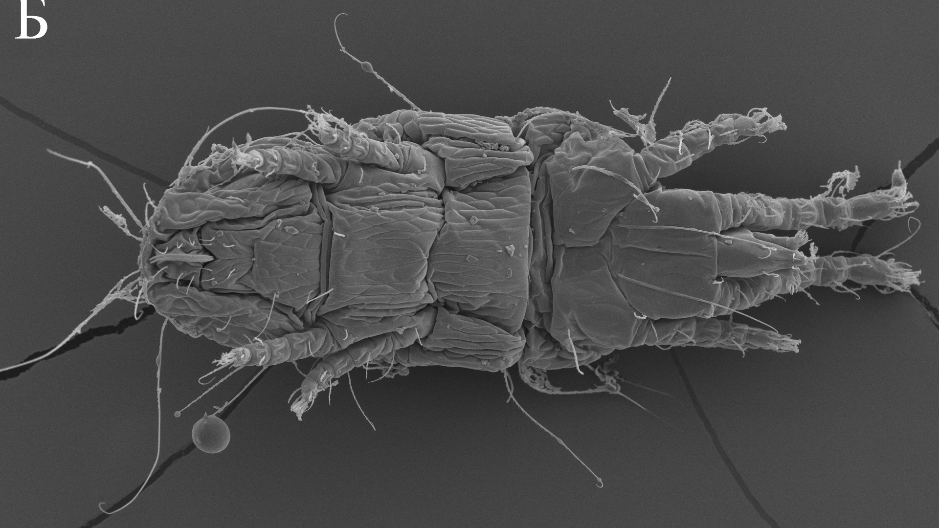 Клещ вида Linotetranus sibiriensis  - РИА Новости, 1920, 22.05.2023