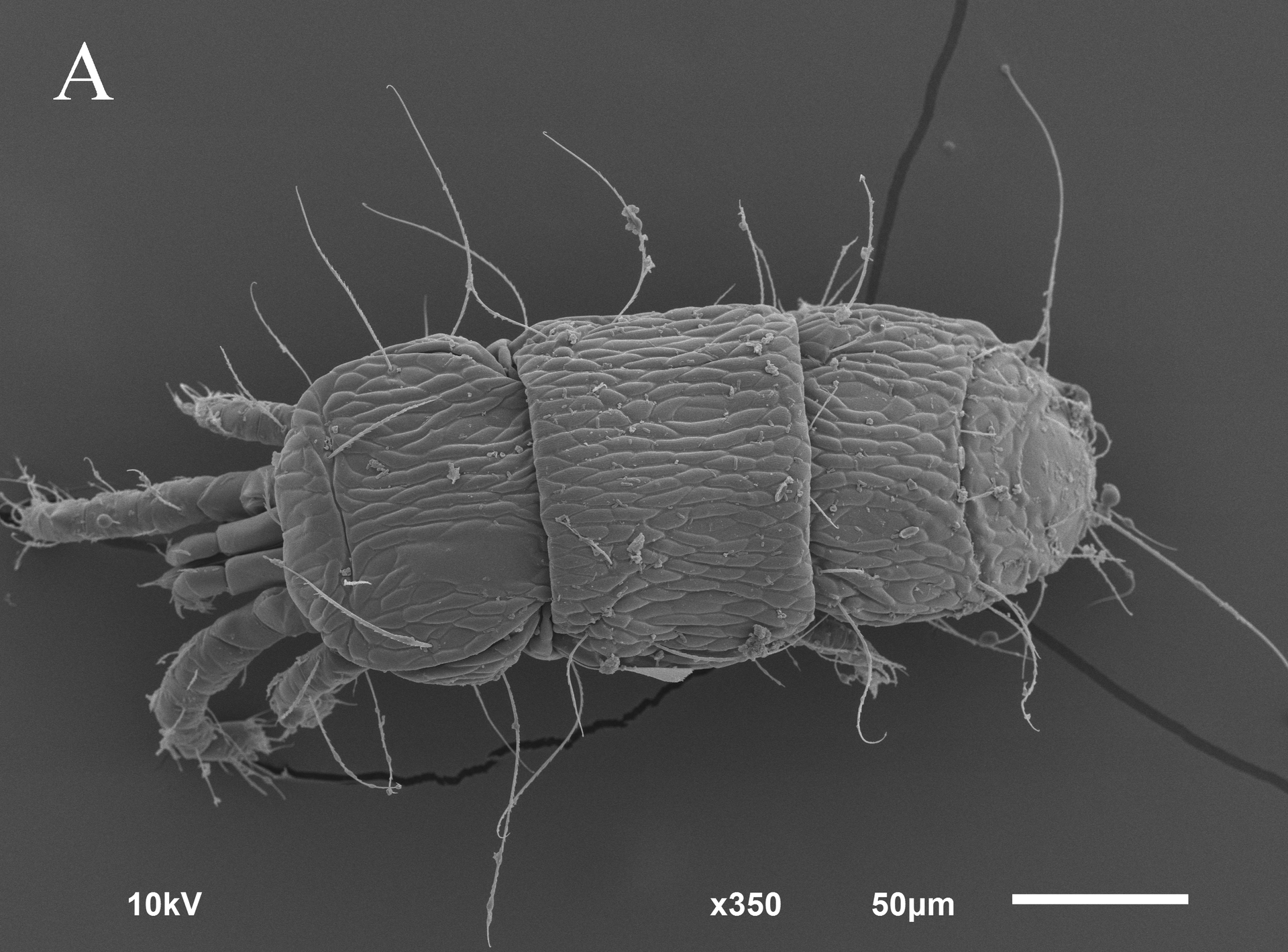 Клещ вида Linotetranus sibiriensis  - РИА Новости, 1920, 19.05.2023