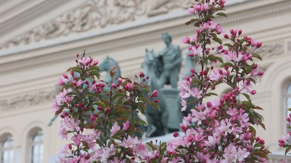 Сезон цветения в Москве