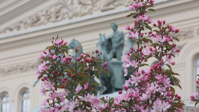 Сезон цветения в Москве