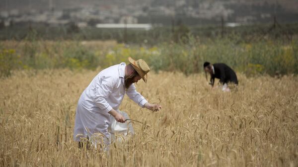Ультраортодоксальные евреи срезают пшеницу перед празднованием Шавуота 