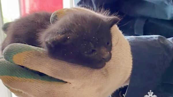 Один из двух котят, упавших в в вентиляционные шахты в Грозном. Кадр из видео