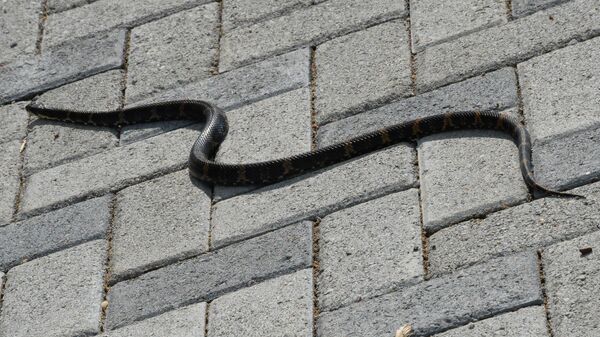В Ленинградской области на территории детского сада поймали змею