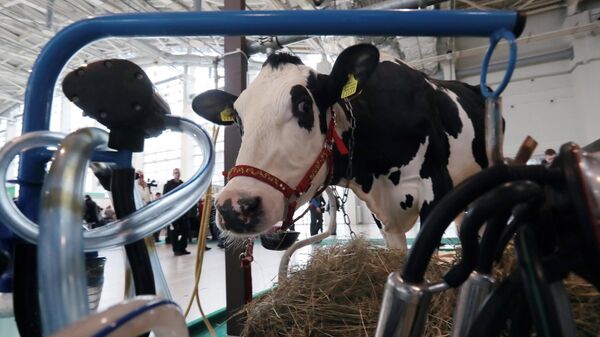 Корова молочной голштино-фризской породы подмосковного совхоза Лесные поляны на международной выставке АгроФарм-2020 на ВДНХ в Москве
