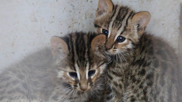 Редкие амурские котята родились в Центре реабилитации диких животных