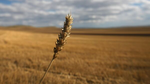 Колос пшеницы