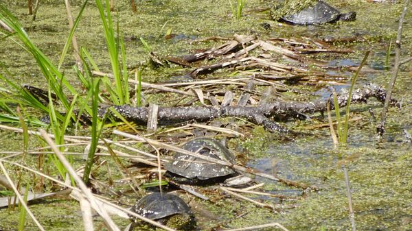 Воронежский заповедник, болотные черепахи, их можно встретить на Малой Черепахинской тропе