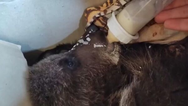 Истощенного медвежонка, найденного в лесу, выхаживают в Иркутской зоогалерее