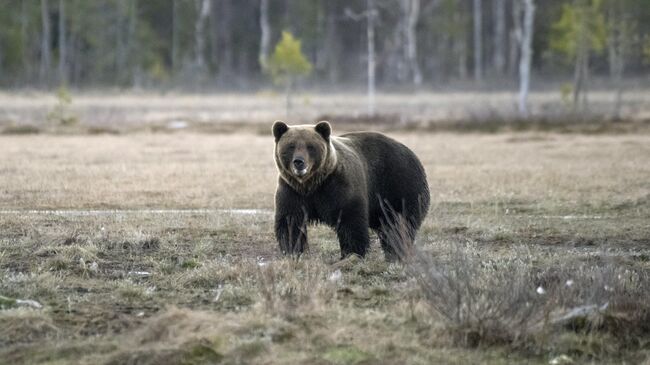 Бурый медведь в Финляндии недалеко от российской границы