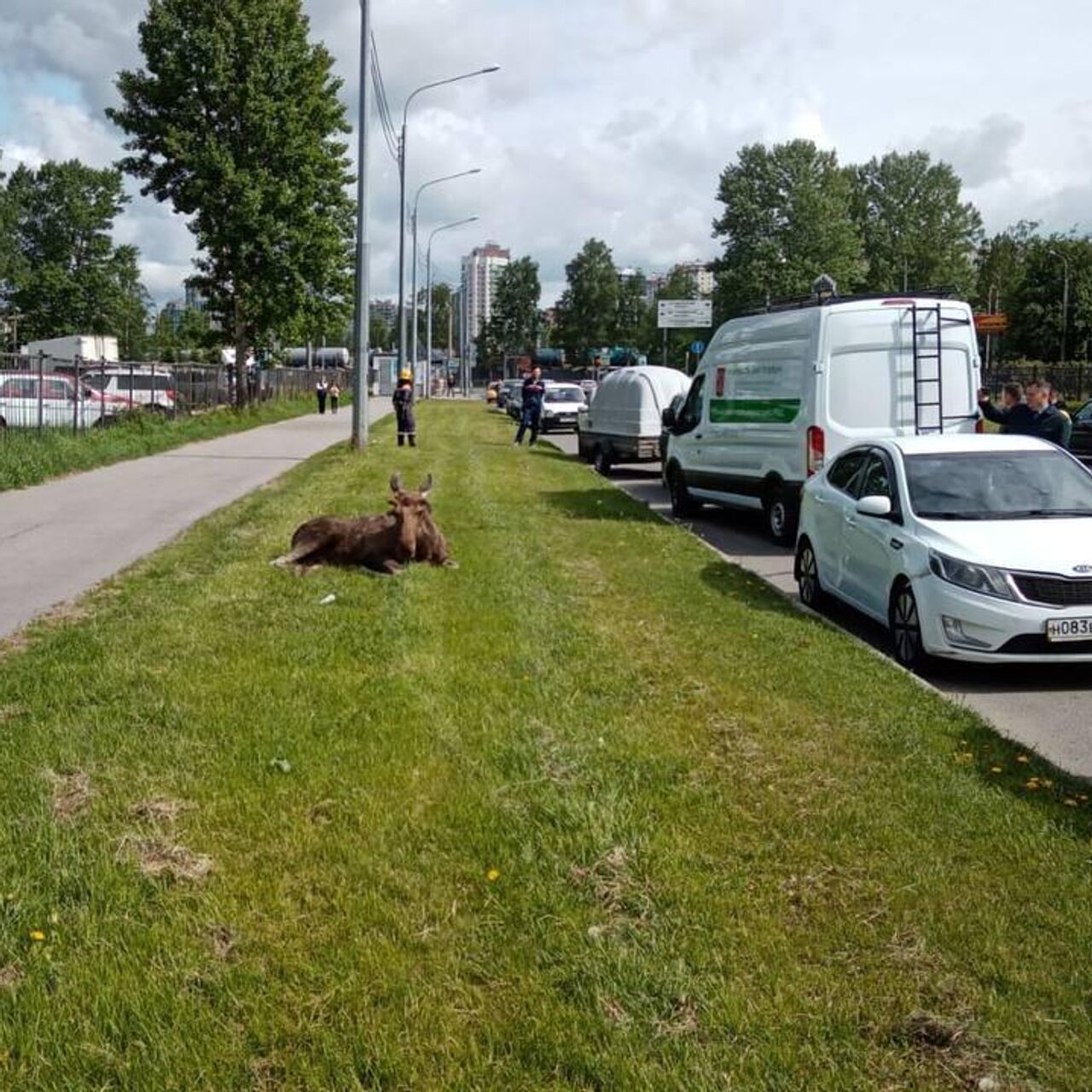 В Петербурге спасли лося, которого сбил автомобиль - РИА Новости, 30.05.2023