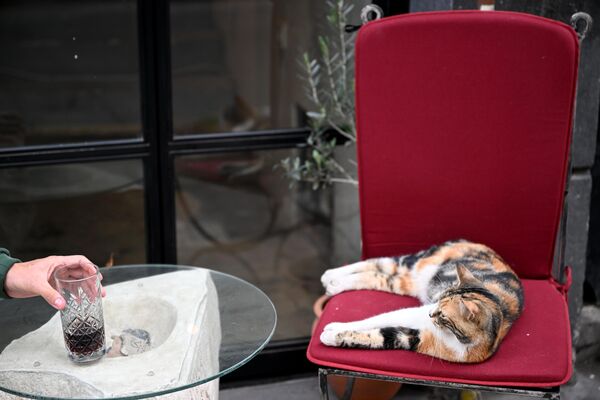 Уличный кот лежит на стуле в уличном кафе на одной из улиц в Стамбуле