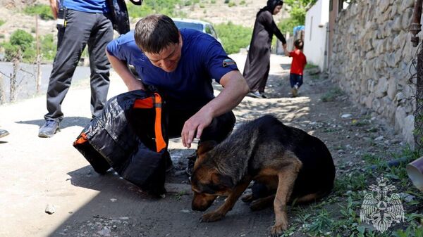 Собака, эвакуированная с островка реки в Дагестане