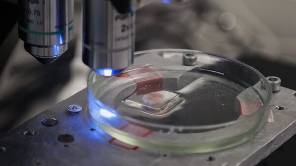 Послойное сканирование тканей головного мозга мыши с помощью мультифотонного микроскопа