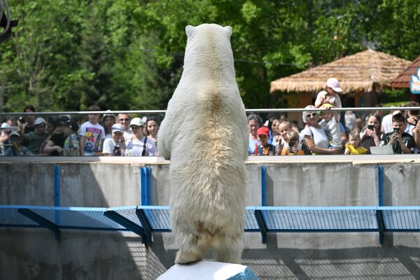 Белая медведица Герда в вольере Новосибирского зоопарка имени Ростислава Шило