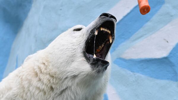 Белый медвежонок в вольере Новосибирского зоопарка имени Ростислава Шило