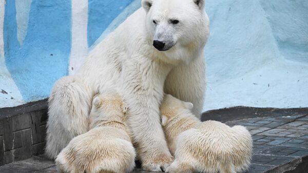 Белая медведица Герда с белыми медвежатами в вольере Новосибирского зоопарка имени Ростислава Шило