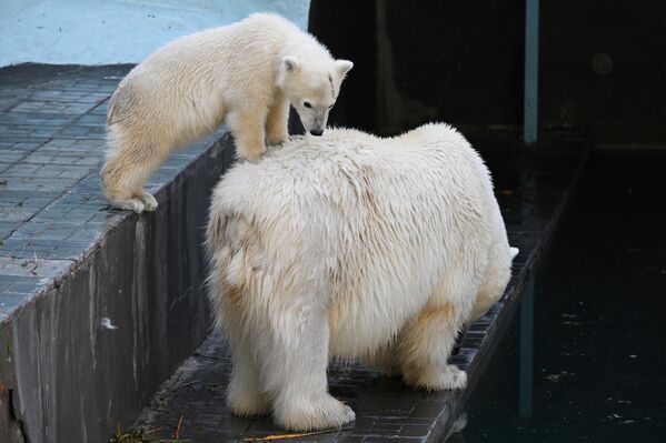 Белый медвежонок в вольере Новосибирского зоопарка имени Ростислава Шило