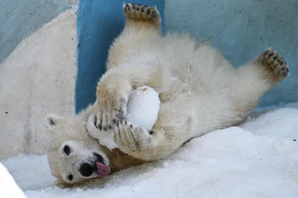Белый медвежонок играет на искусственном снегу в вольере Новосибирского зоопарка имени Ростислава Шило