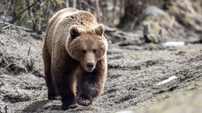В Петербурге медведь убил свою хозяйку