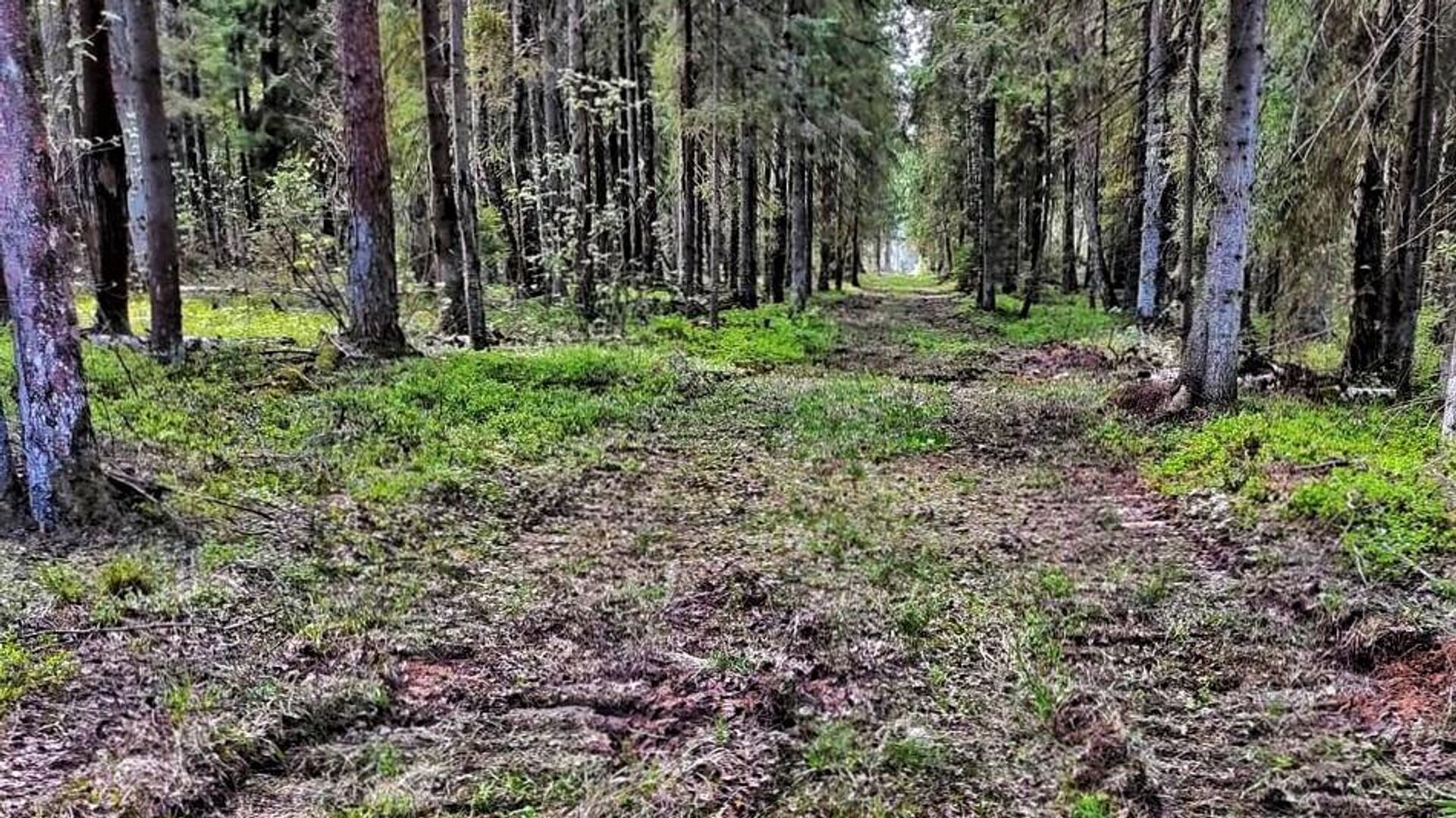 Более 650 км лесных просек прочищено на территории Подмосковья - РИА Новости, 1920, 06.06.2023