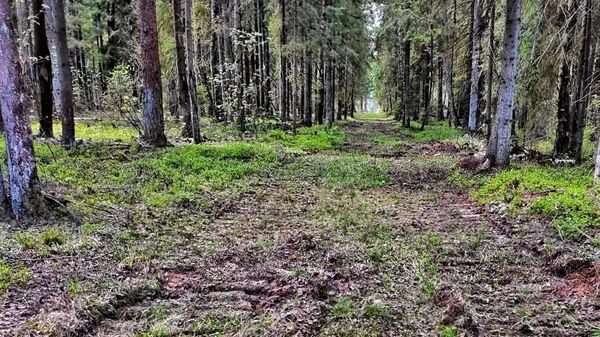 Более 650 км лесных просек прочищено на территории Подмосковья