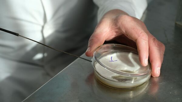 Ученые засевают спорами гриба стерильный субстрат из агара для получения чистой маточную культуры мицелия