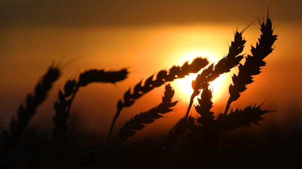 Колосья пшеницы на поле
