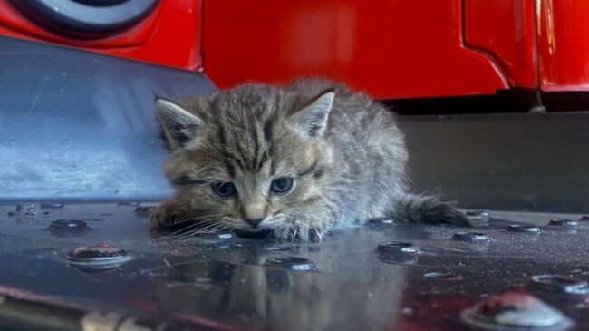 Котенок, которого спасли во время пожара в Бурятии