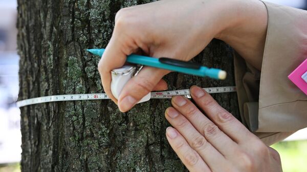 Дендролог Мосприроды замеряет объем дерева в парке Москвы