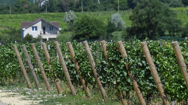 Винограники на территории винодельной Мысхако в деревне Федоровка, в районе Новороссийска