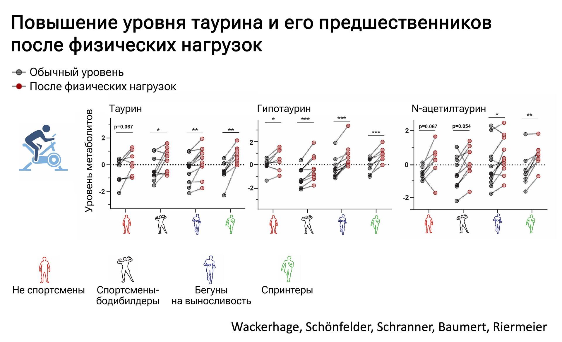 Повышение уровня таурина и его предшественников после физических нагрузок - РИА Новости, 1920, 08.06.2023