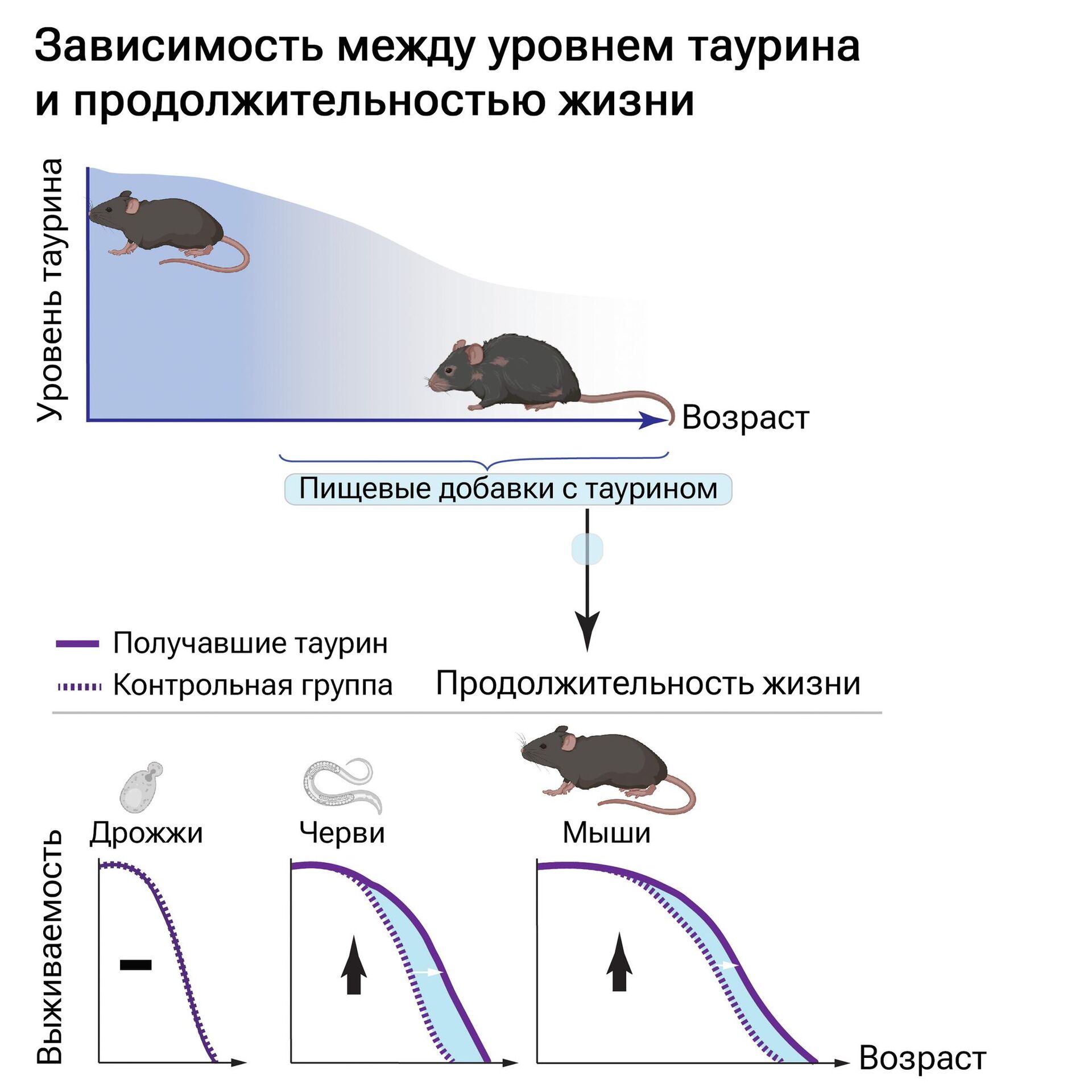 У мышей и червей (но не у дрожжей), принимавших в пожилом возрасте добавки с таурином, продолжительность жизни была выше, чем в контрольной группе - РИА Новости, 1920, 08.06.2023
