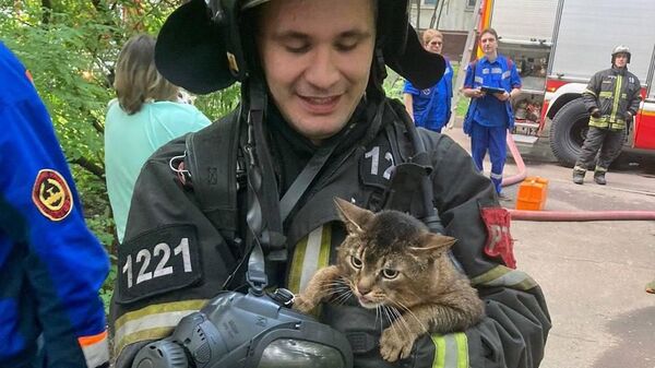Спасенный кот из горящей квартиры в доме на Открытом шоссе в Москве