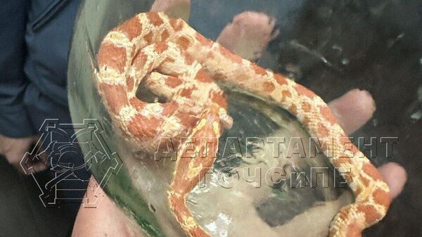 Змея, обнаруженная в ванной жилого дома в районе Чертаново