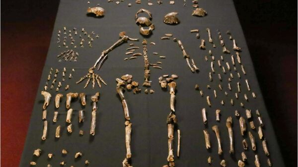 Cкелет Homo naledi