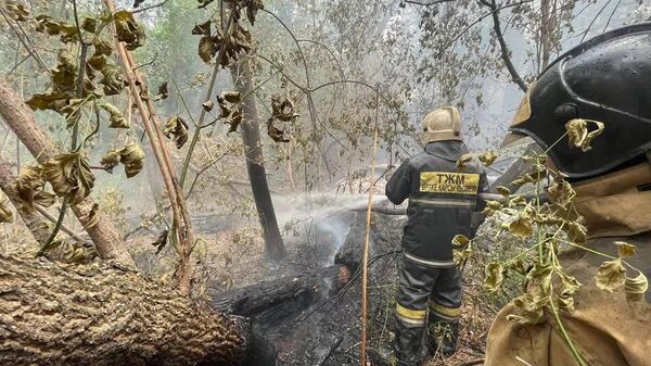 Природный пожар в Абайской области Республики Казахстан