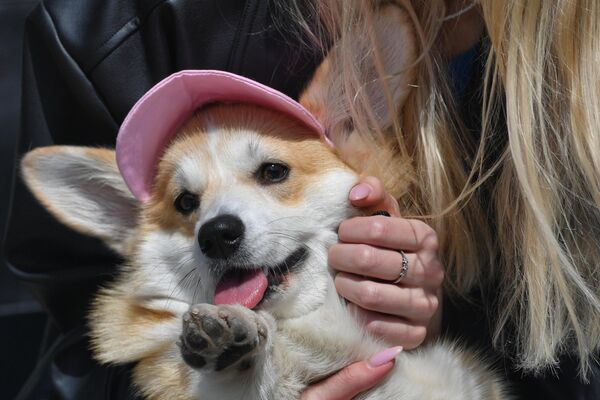 Собака породы корги на встрече клуба любителей корги в Санкт-Петербурге