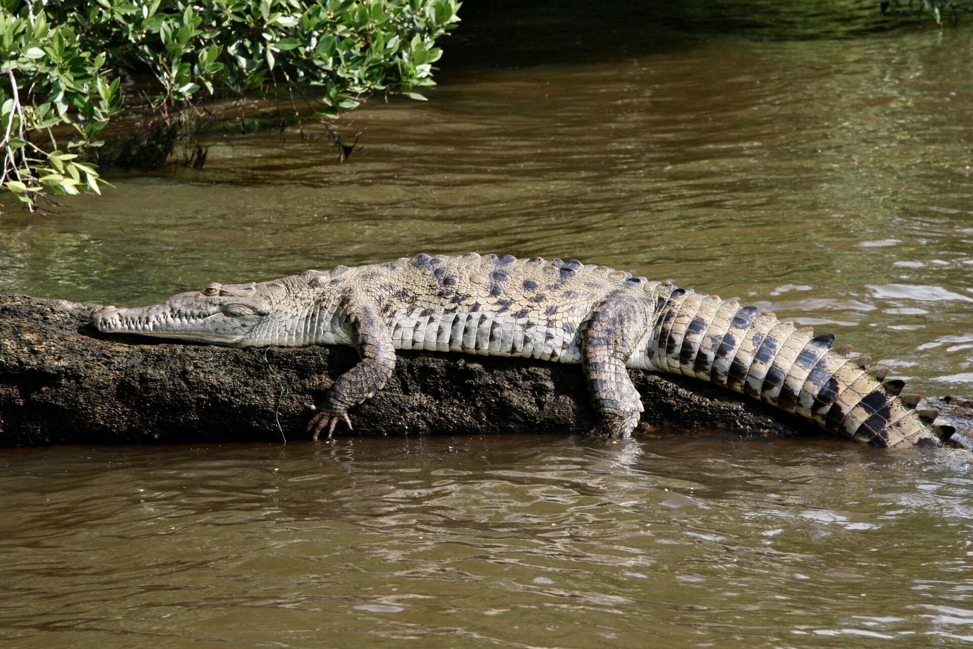 Острорылый крокодил (Crocodylus acutus) - РИА Новости, 1920, 14.06.2023