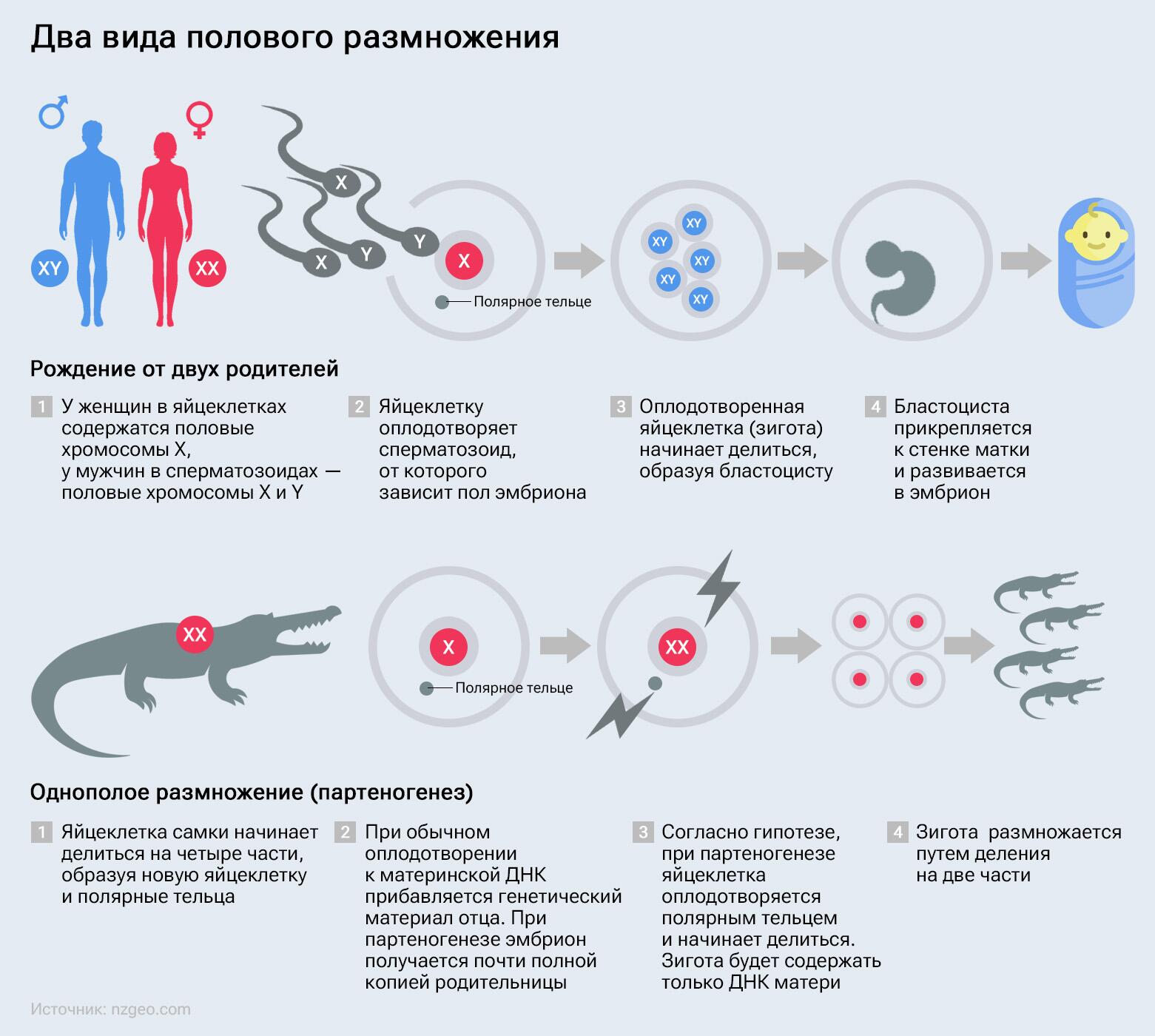 По стопам предков. Ученые выявили необычный случай непорочного зачатия -  РИА Новости, 15.06.2023