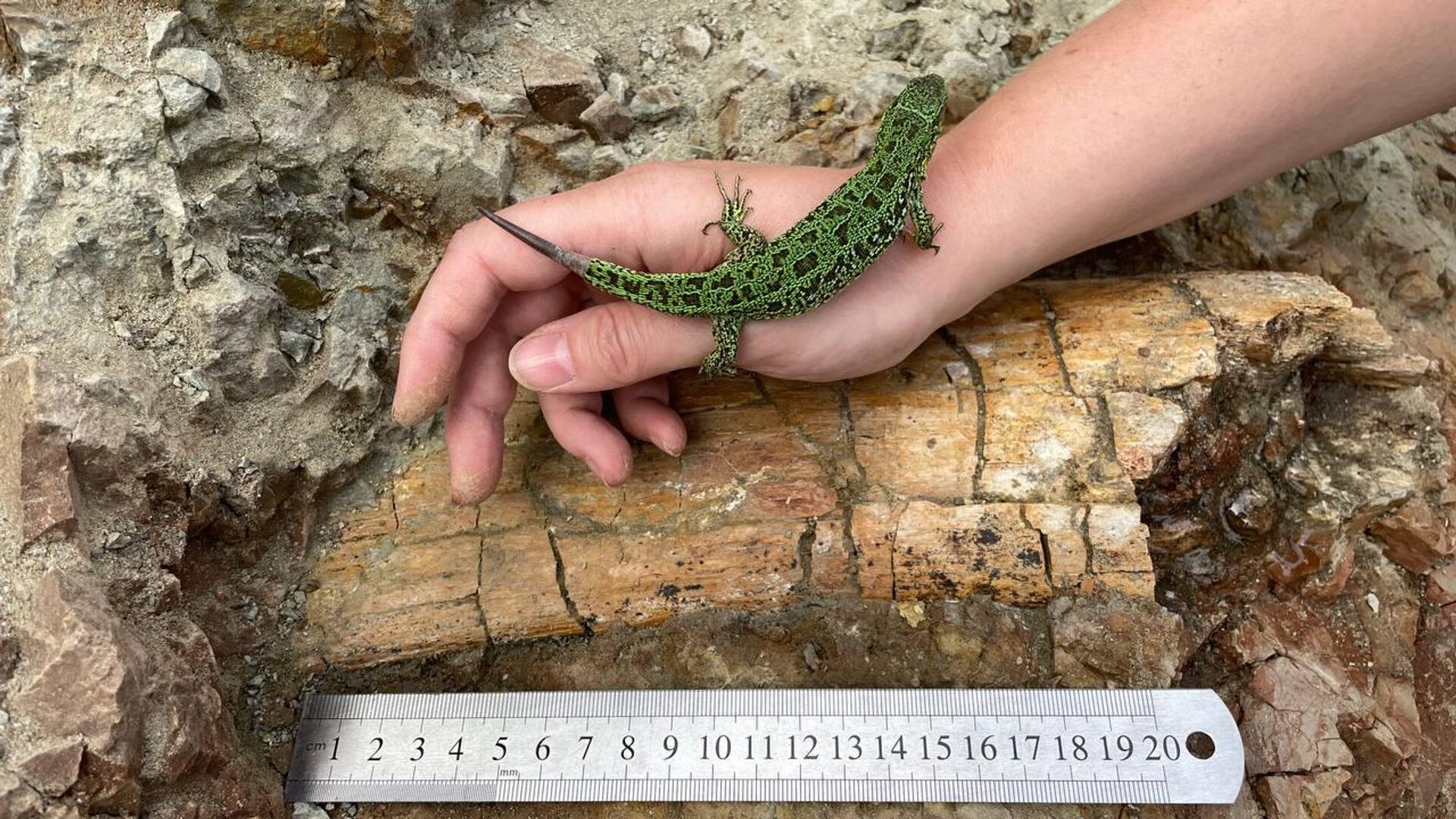 Фрагмент крупной кости гигантского растительноядного динозавра, найденный в Кемеровской области - РИА Новости, 1920, 16.06.2023