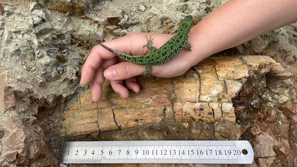 Фрагмент крупной кости гигантского растительноядного динозавра, найденный в Кемеровской области
