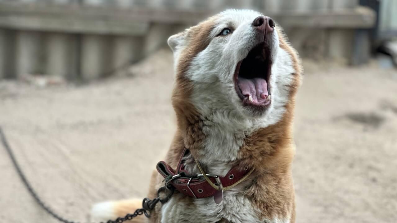 Хаски из питомника - РИА Новости, 1920, 01.03.2025