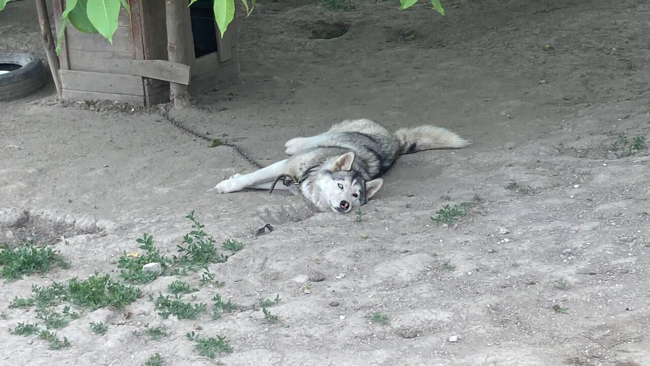 Хаски - РИА Новости, 1920, 27.02.2025