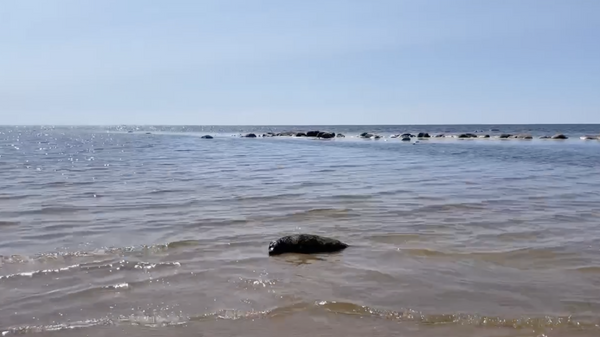 Найденных около Петербурга тюленей после лечения и курса реабилитации выпустили в Финский залив