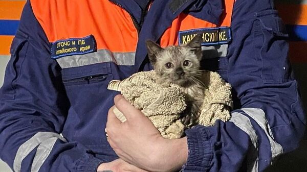 Спасатели управления Алтайского края по делам ГОЧС и ПБ спасли котенка, который мог утонуть в канализации