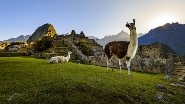Ламы на руинах города инков Мачу-Пикчу в Перу
