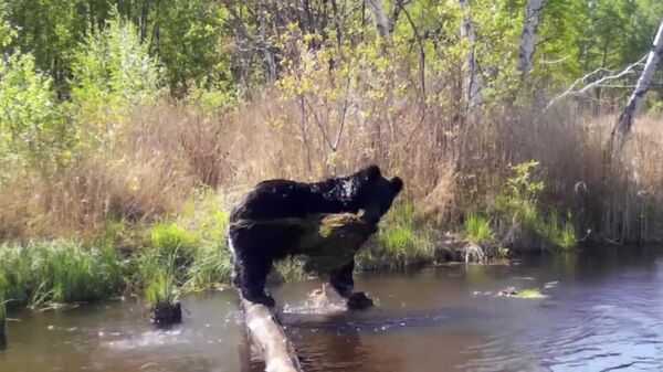 Молодой бурый медведь попал в фотоловушку Хинганского заповедника в Приамурье. Стоп-кадр видео