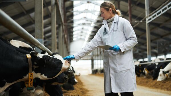 Женщина-ветеринар осматривает коров